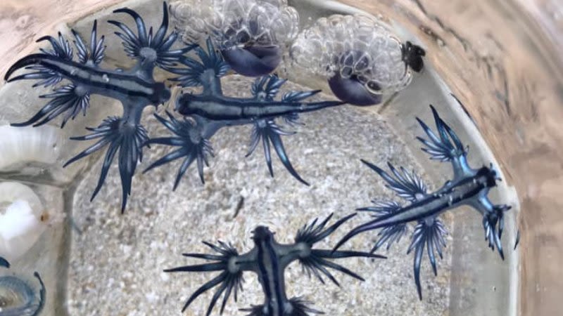 caracol dragón de mar azul- fuerteventura corralejo 