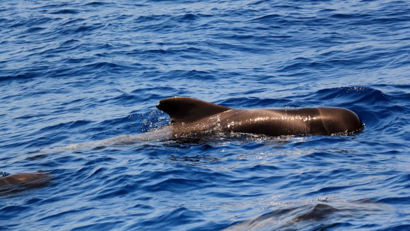 tenerife paseos en barco avistamiento de ballenas