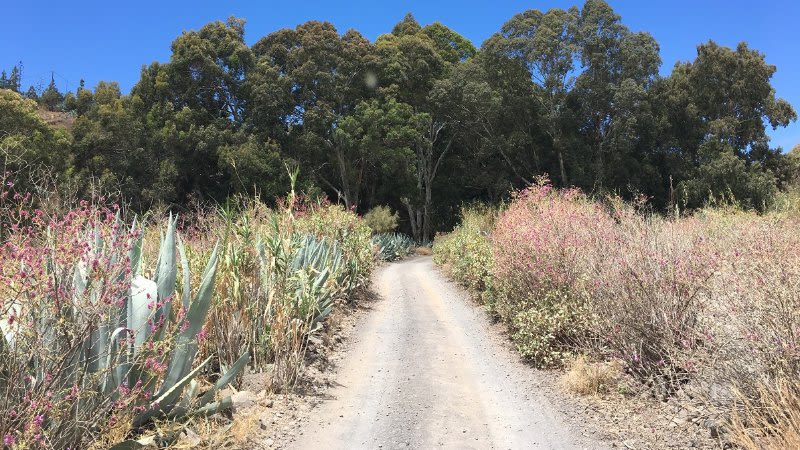 sendero para caminar gran canaria eucalipto valsequillo árboles